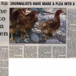 Bird Flu Chicken Farmer