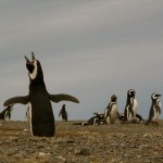 Penguin Rap
