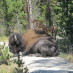 Yellowstone (Part II), The Video