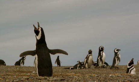 Penguin Rap