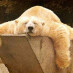 It’s Not Just Bears That Hibernate