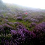 Open Sandman: Salvia Divinorum, Lord of Dreams (Part II)
